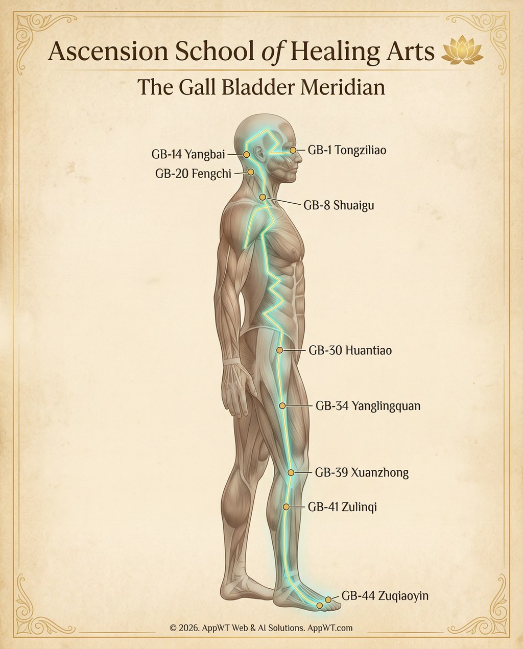 The Gall Bladder Meridian 3