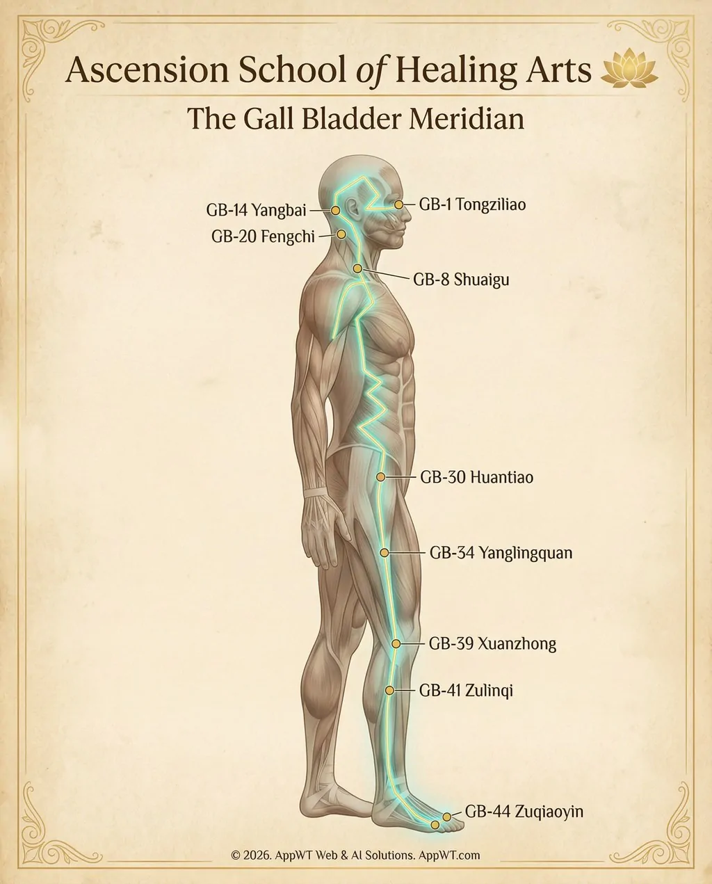The Gall Bladder Meridian 3