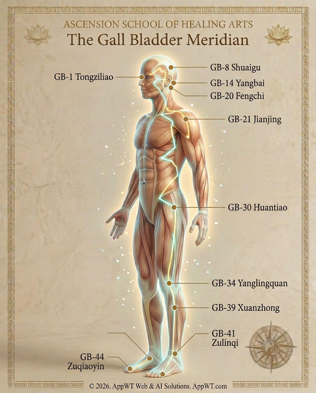 The Gall Bladder Meridian 4