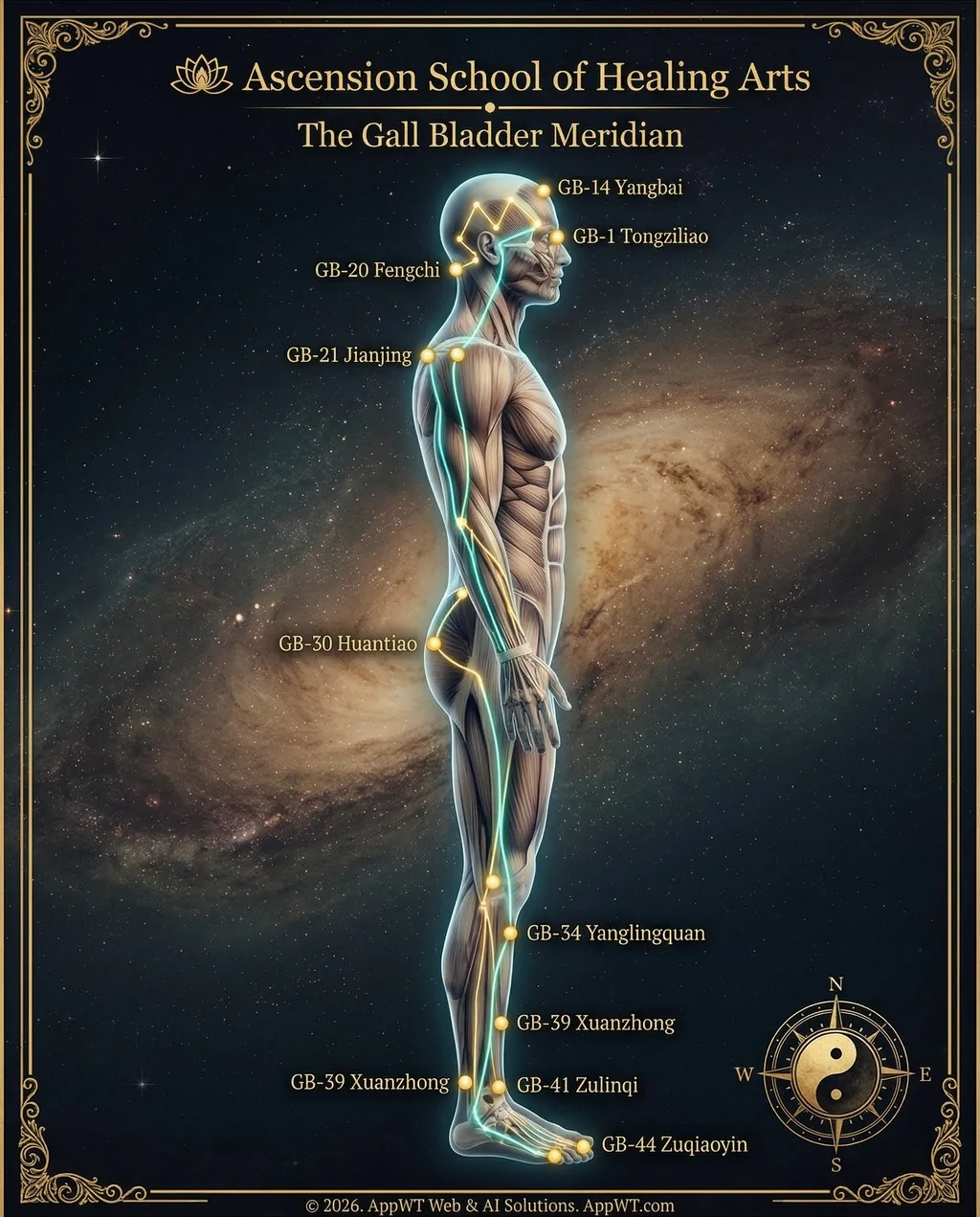 The Gall Bladder Meridian 8