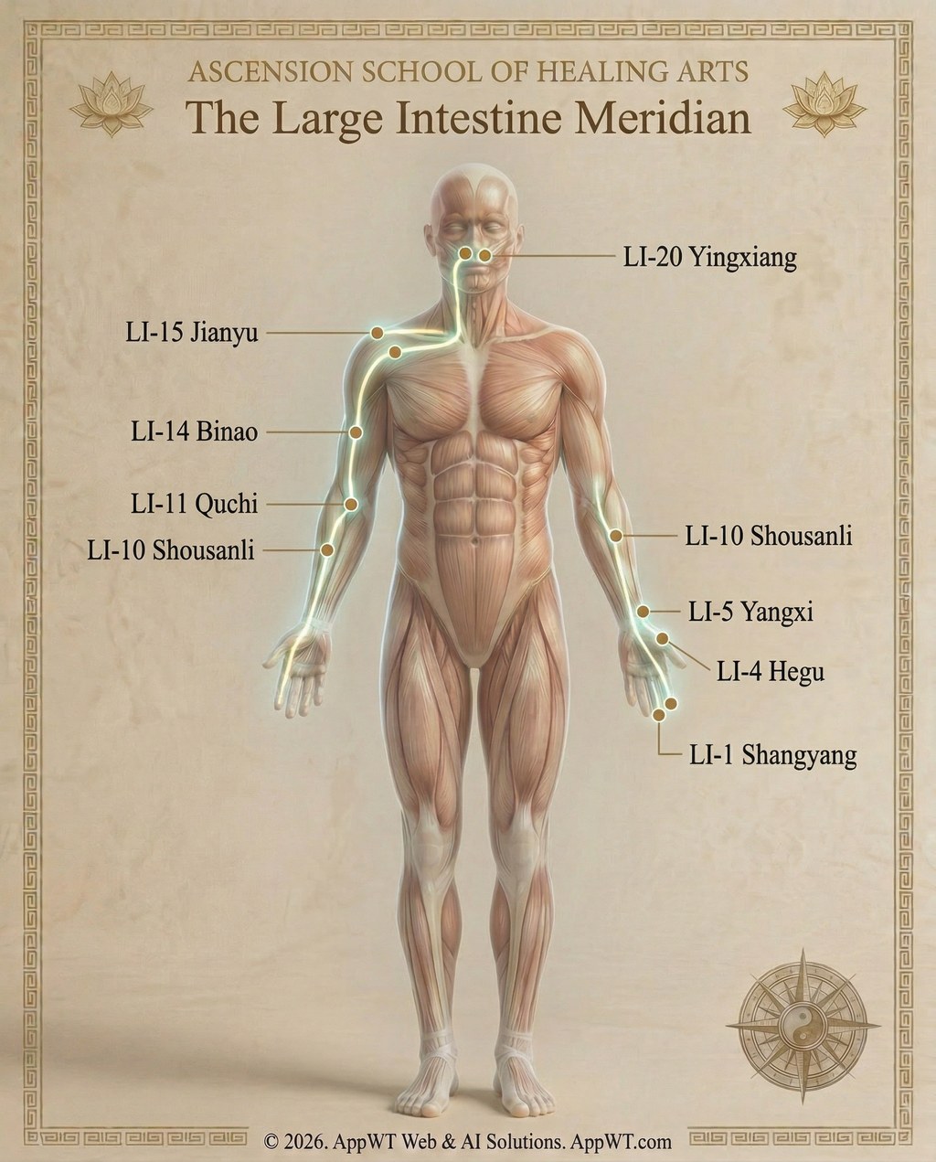The Large Intestine Meridian 1