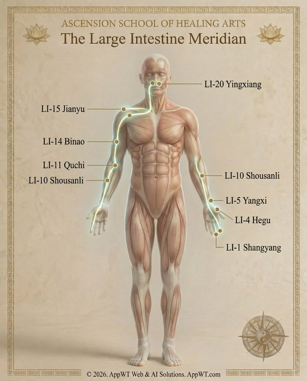 The Large Intestine Meridian 1