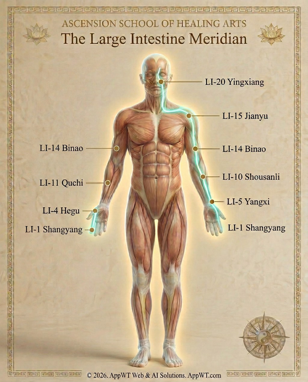 The Large Intestine Meridian 3