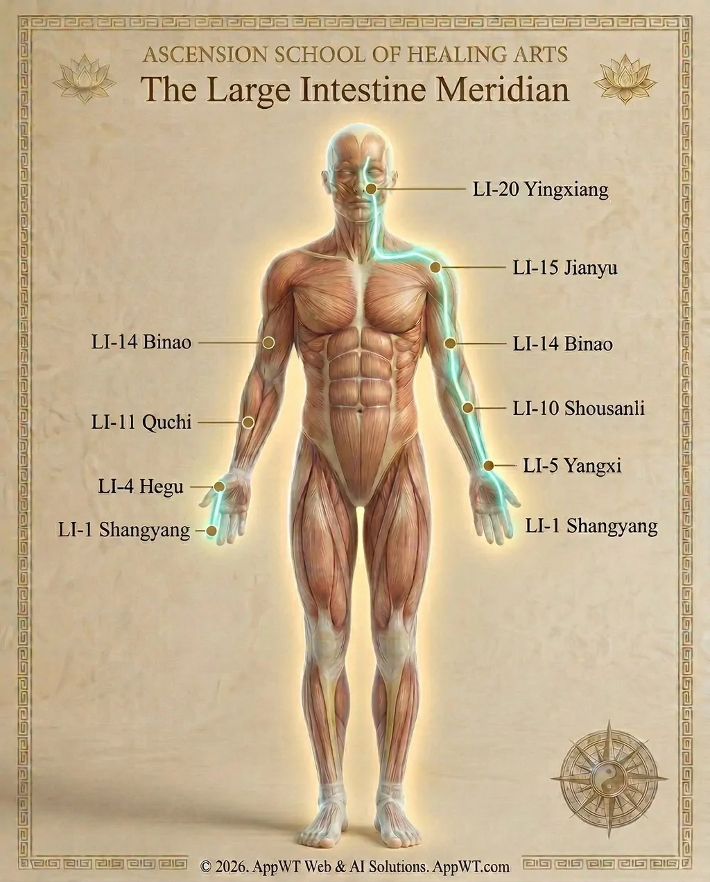 The Large Intestine Meridian 3