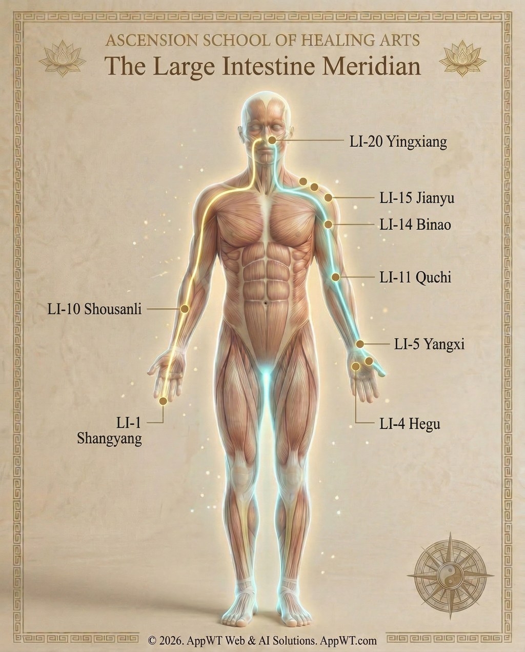 The Large Intestine Meridian 4