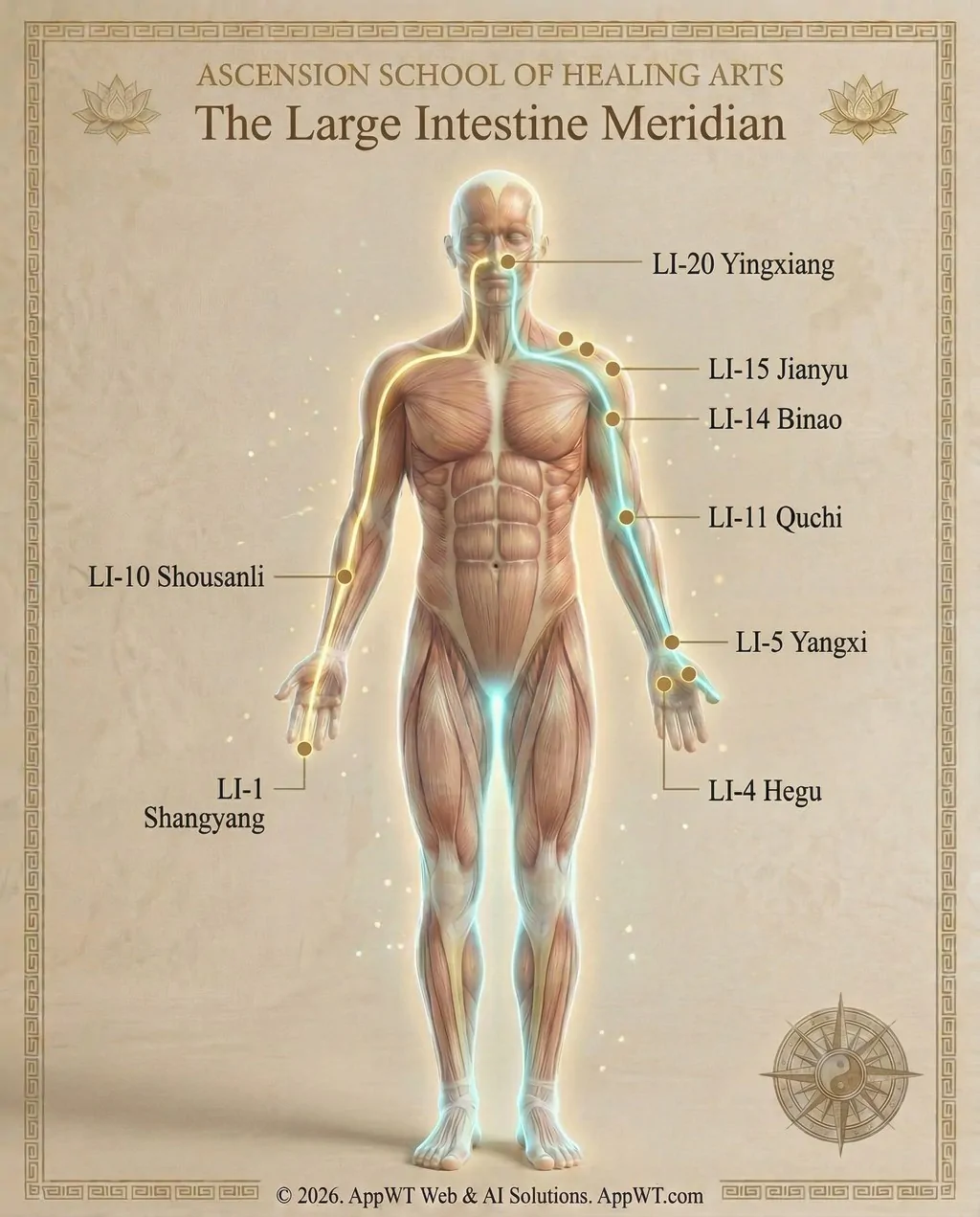 The Large Intestine Meridian 4