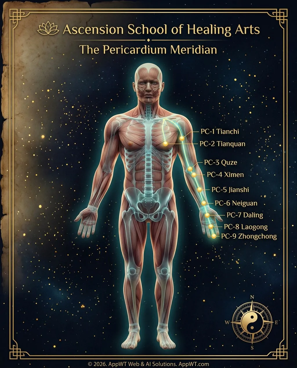 The Pericardium Meridian 7