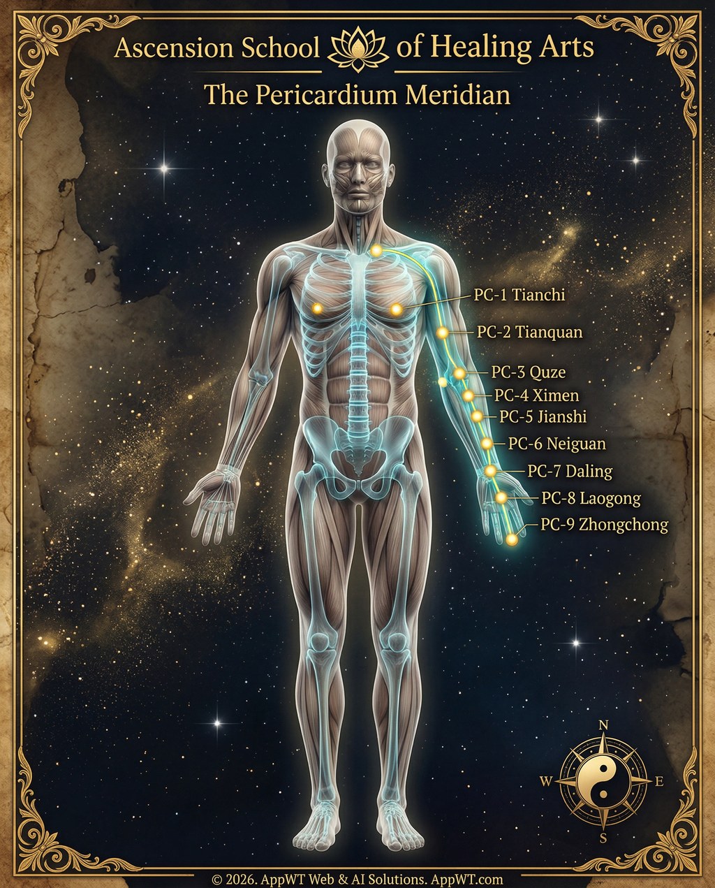 The Pericardium Meridian 8