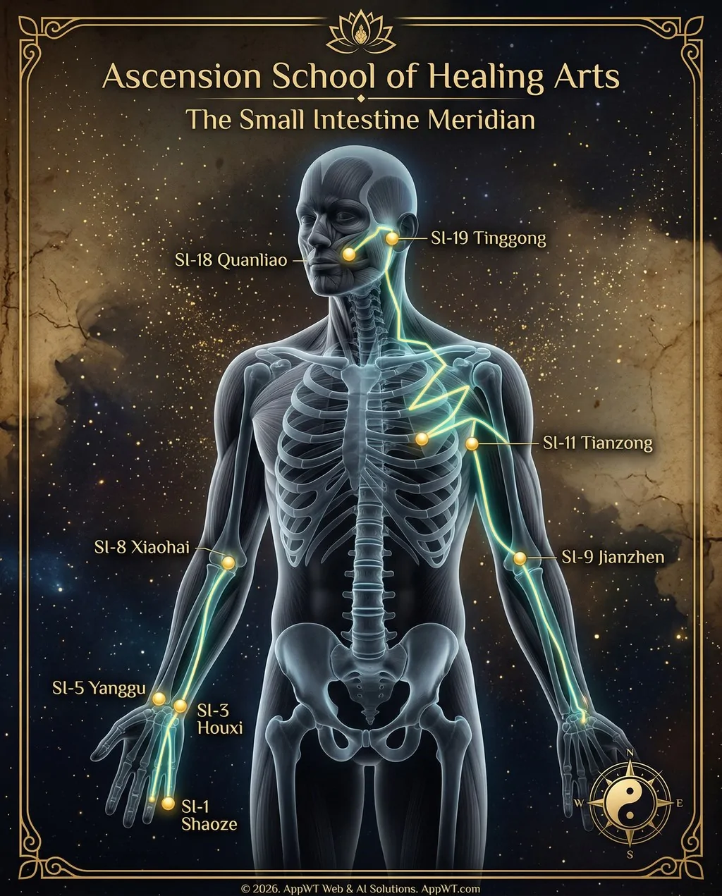 The Small Intestine Meridian 3